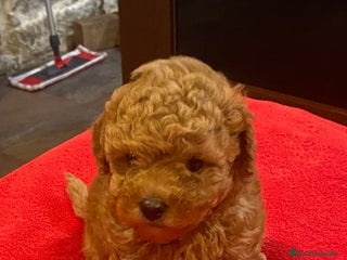 Caniche Toy perros - Anuncio 3