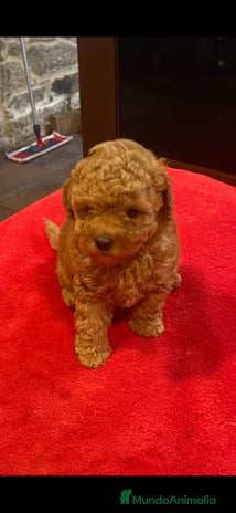 Caniche Toy perros - Anuncio 1