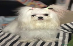 Bichón Maltés perros en venta: Hermosos Bichón maltés  - Imagen 4