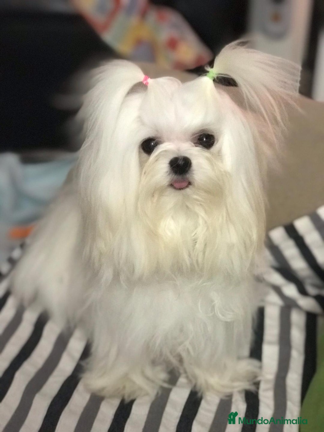 Bichón Maltés perros en venta: Hermosos Bichón maltés  - Imagen 4