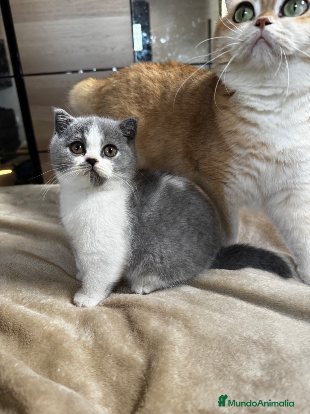 Británico de Pelo Corto gatos en venta: Cachorro british bicolor azul - Imagen 4