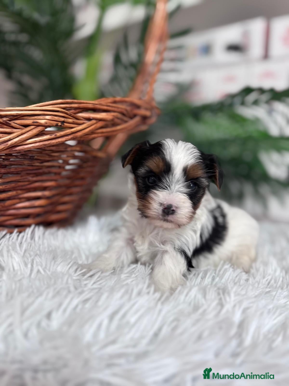 Yorkshire Terrier perros YORKSHIRE BIEWER - Anuncio 1