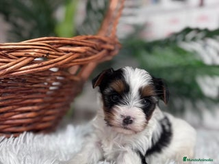 Yorkshire Terrier perros YORKSHIRE BIEWER - Anuncio 1