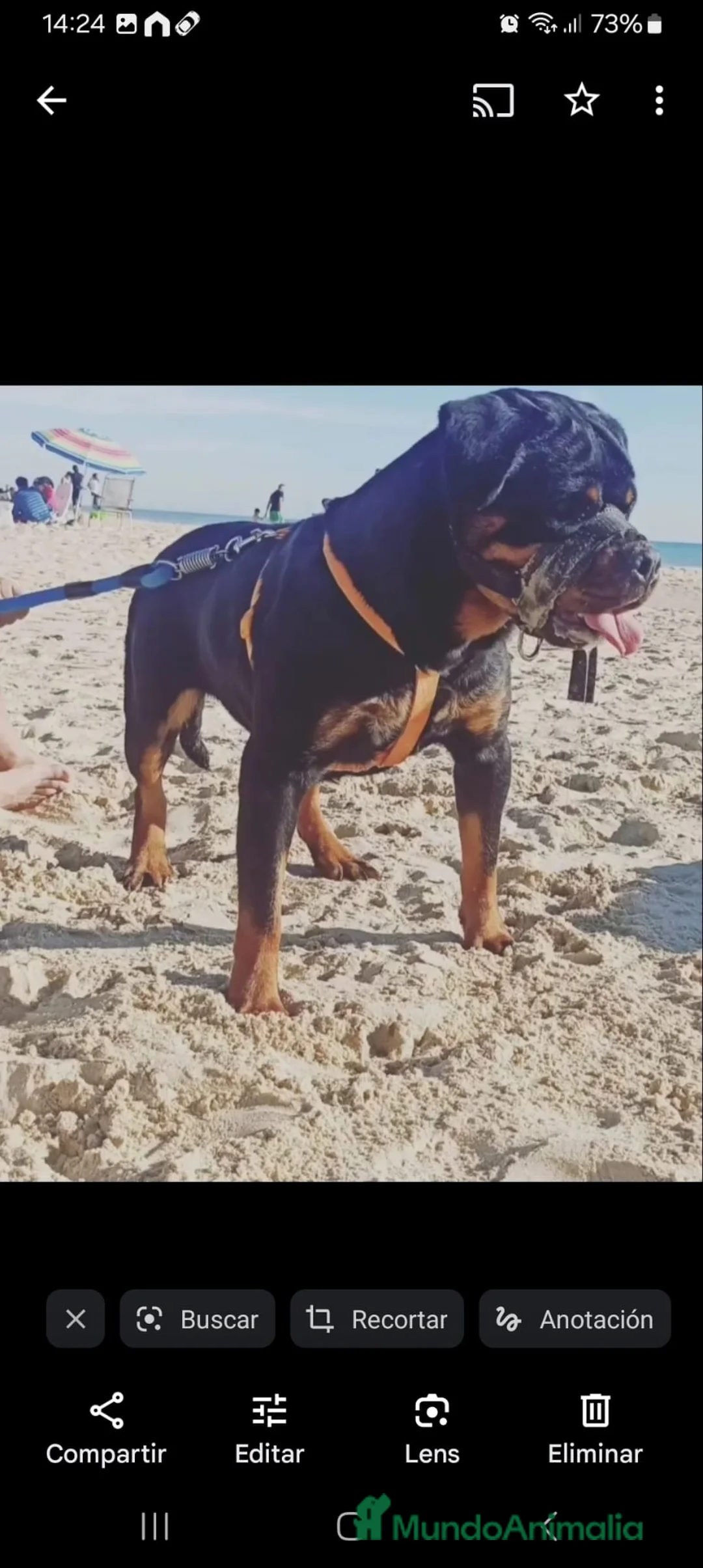 Rottweiler perros en venta: Rottweiler  - Anuncio 13