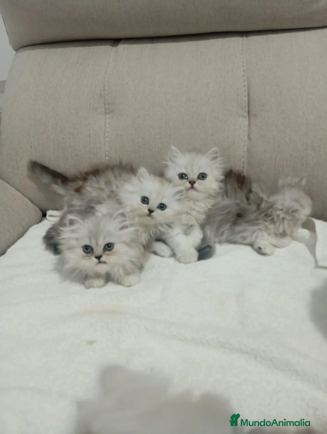 Persa gatos en venta: Persas chinchilla  - Anuncio 2