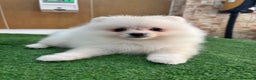 Pomerania perros en venta: Pomerania hembra,muy toy  - Anuncio 5