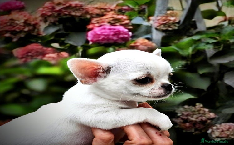 Chihuahua perros - Anuncio 2
