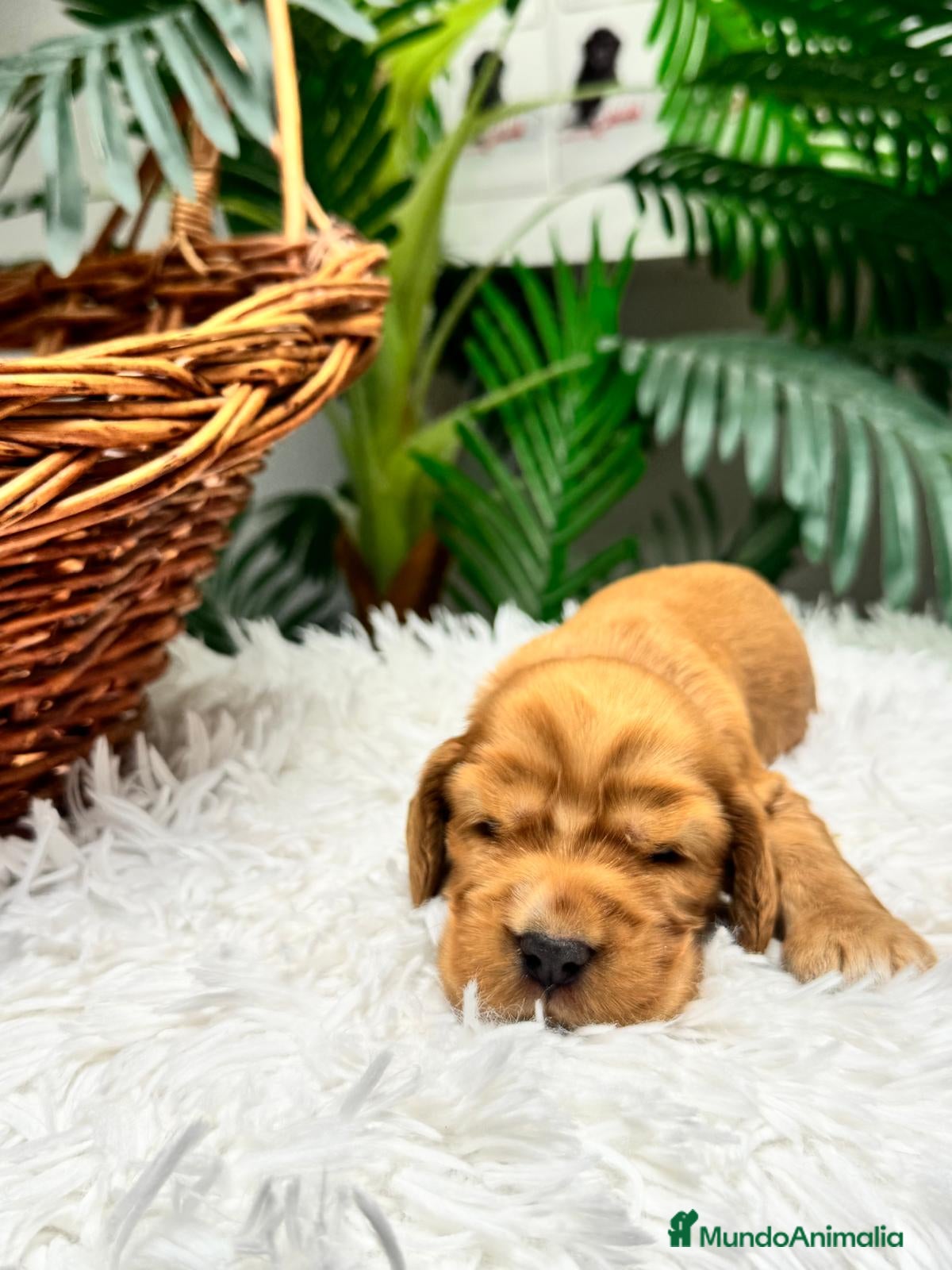 Cocker Spaniel Inglés perros en venta: COCKER SPANIEL INGLES - Anuncio 9