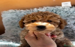 Raza Mixta perros en venta: Caniches toy/enanos  - Imagen 7