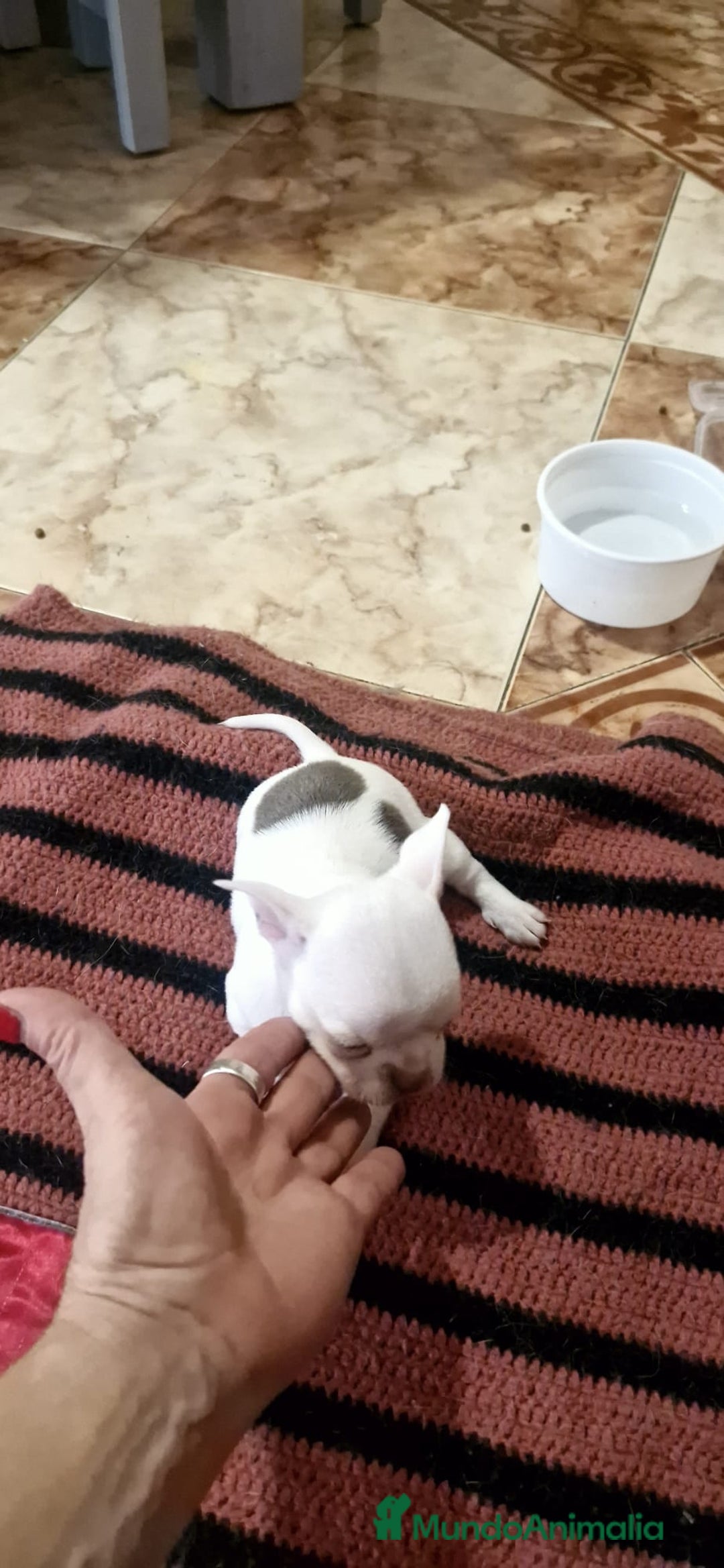 Chihuahua perros en venta: Chihuahua toy exóticos  - Anuncio 6