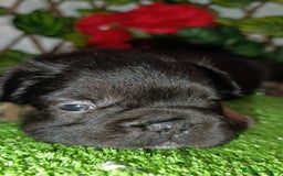 Bulldog Francés perros en venta: Bulldog fluffys y Big rope  - Imagen 7