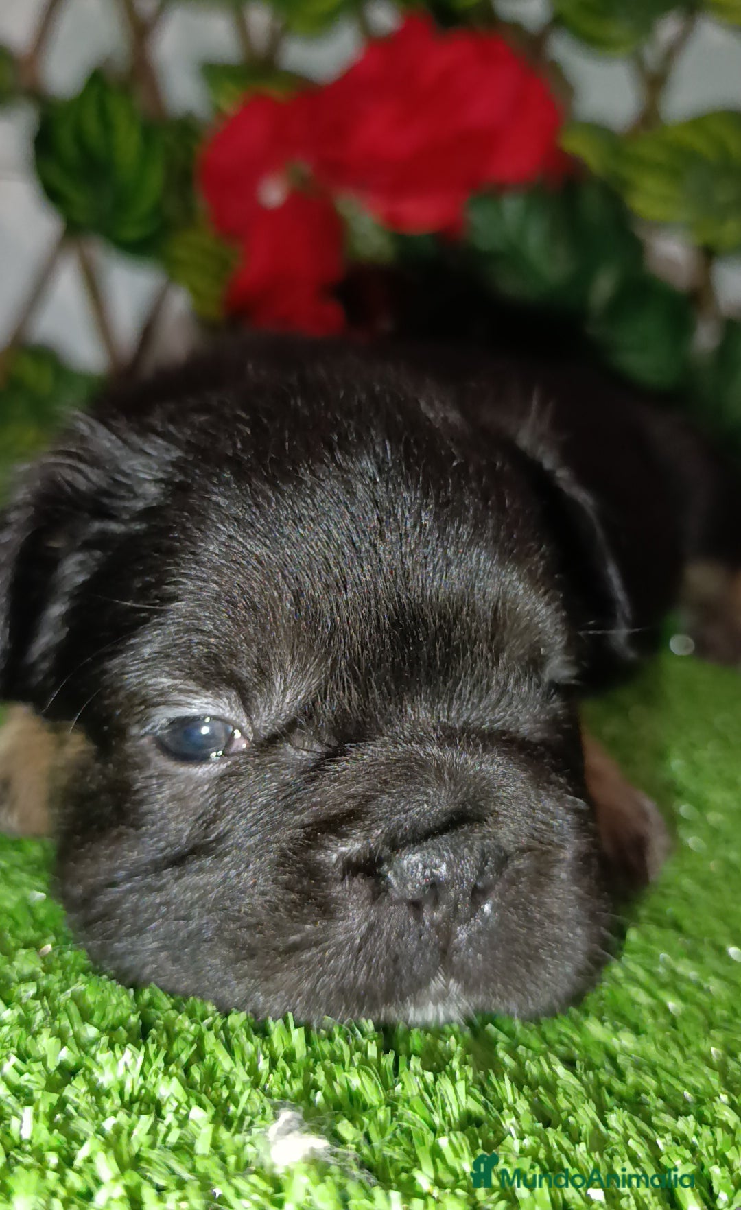Bulldog Francés perros en venta: Bulldog fluffys y Big rope  - Imagen 7