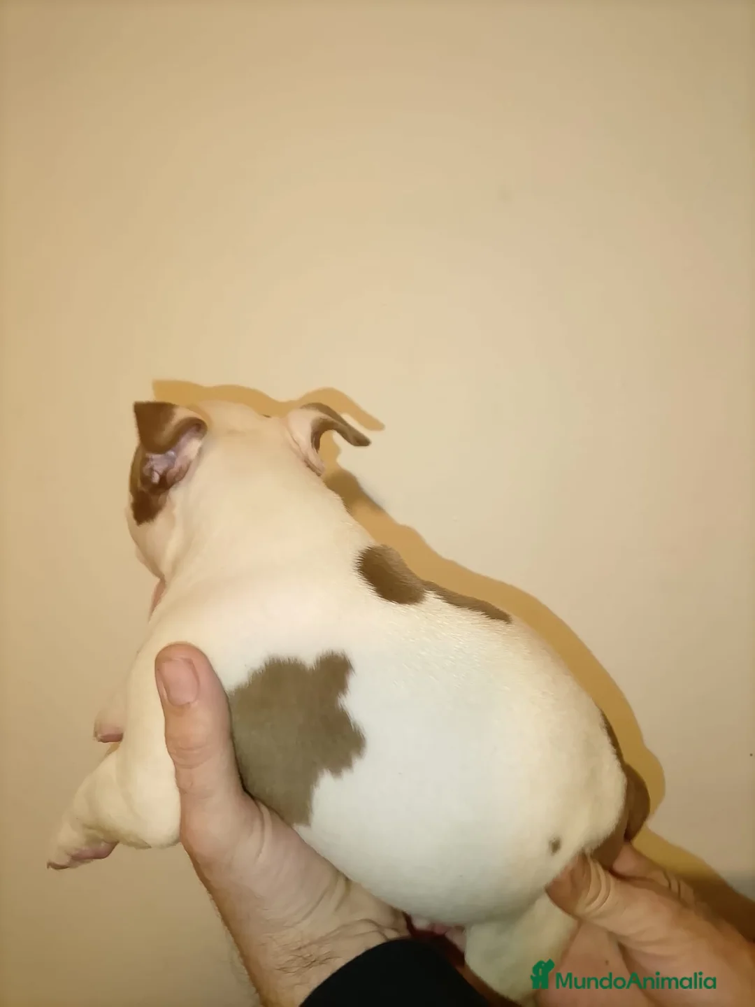 American Bully perros en venta: American bully pocket  - Anuncio 11