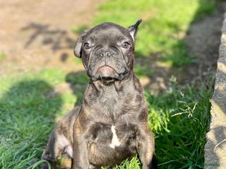 Bulldog Francés perros en Barcelona - Anuncio 15