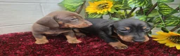 Teckel Miniatura perros en venta: Teckel Miniatura - Anuncio 12