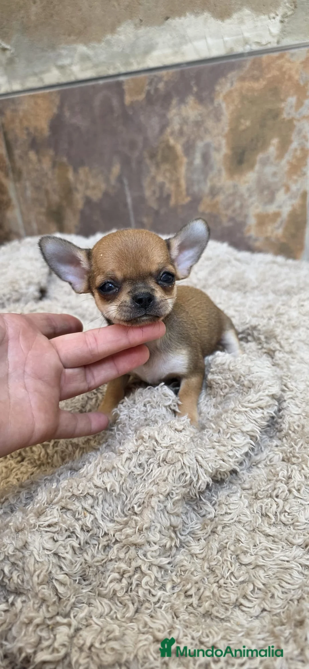 Chihuahua perros en venta: Chihuahua toy  - Anuncio 1