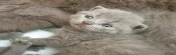 Británico de Pelo Corto gatos en venta: Gatitos Brithish shorthair y Scottish fold  - Anuncio 2