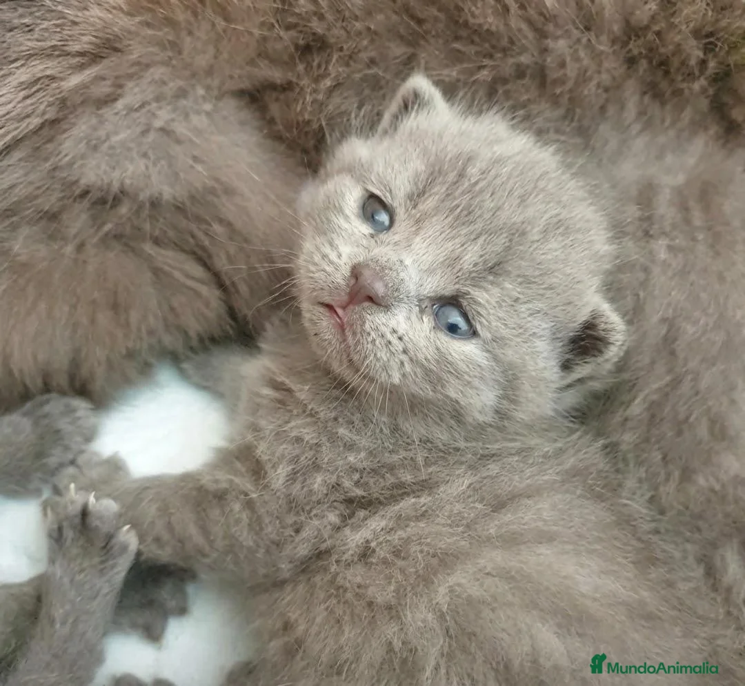 Británico de Pelo Corto gatos en venta: Gatitos Brithish shorthair y Scottish fold  - Anuncio 2