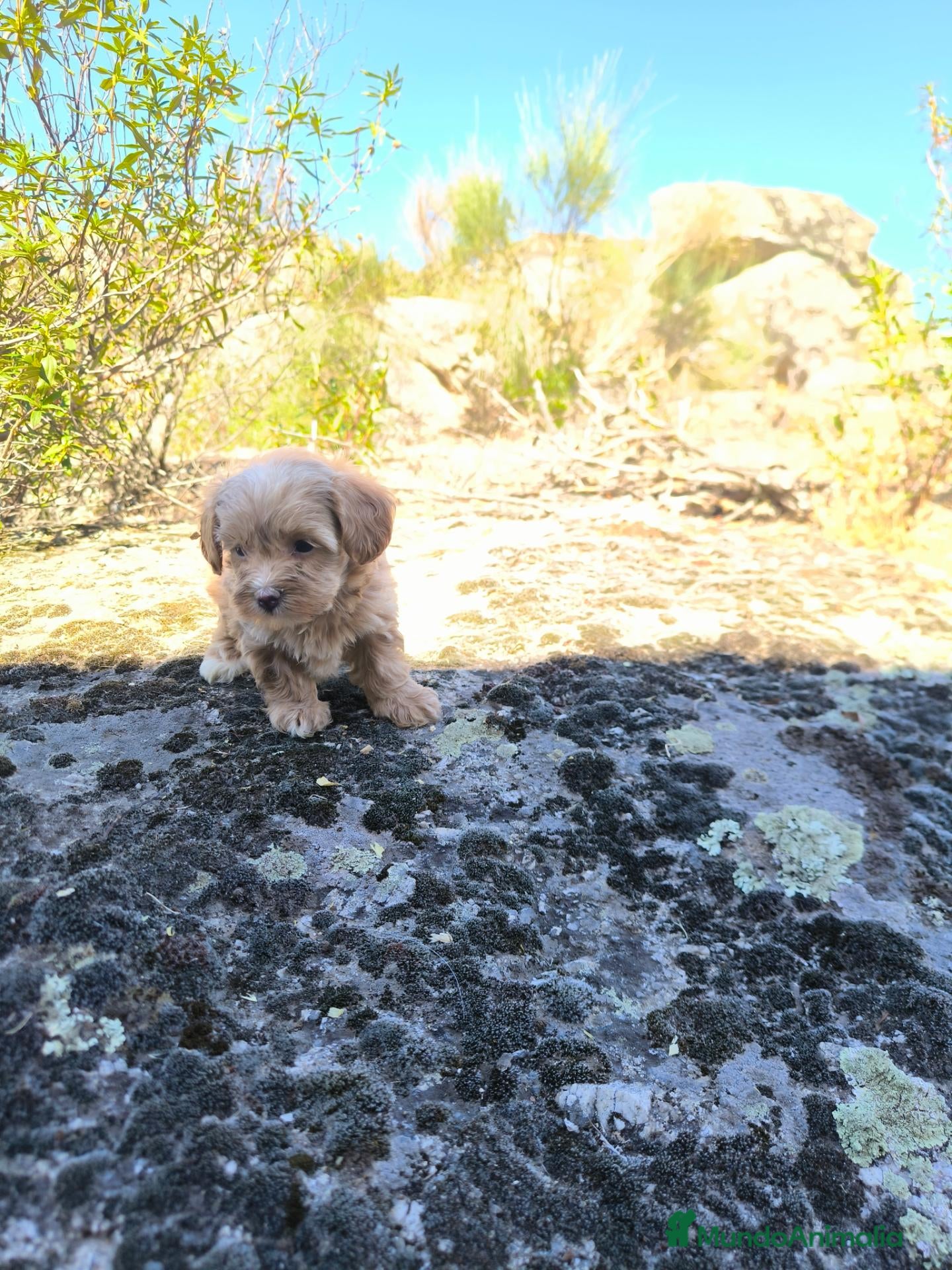 Maltipoo perros Preciosa camada de maltipoo  - Anuncio 2