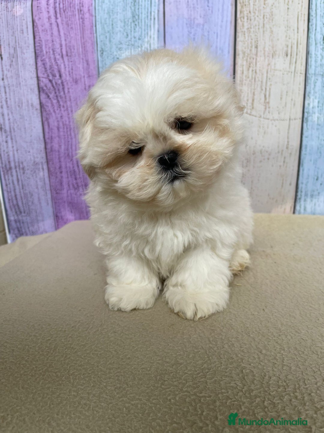 Shih Tzu perros en venta: Shih tzu Macho para reservar muy bonito !!! - Imagen 6