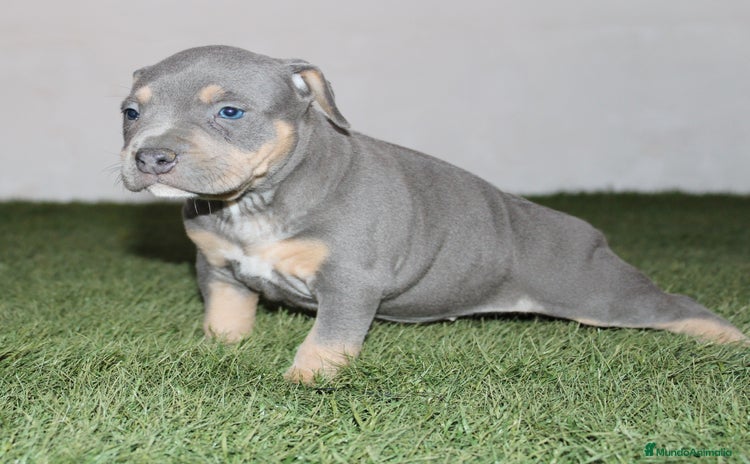 American Pit Bull Terrier perros - Anuncio 8