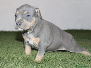 American Pit Bull Terrier perros - Anuncio 5