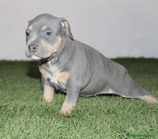American Pit Bull Terrier perros - Anuncio 6