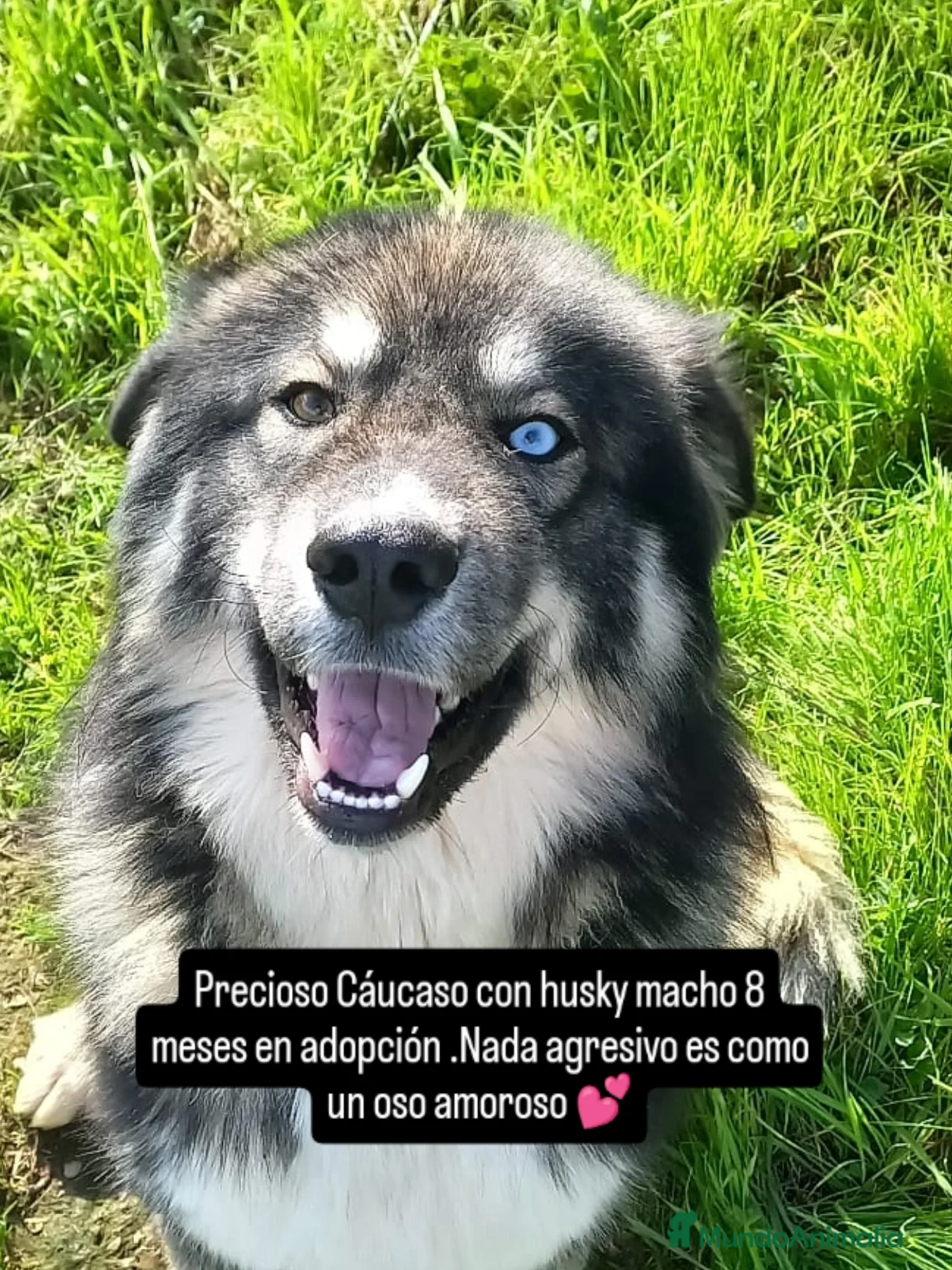 Raza Mixta perros Pastor del Cáucaso con husky macho - Anuncio 1
