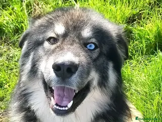 Raza Mixta perros Pastor del Cáucaso con husky macho - Anuncio 1