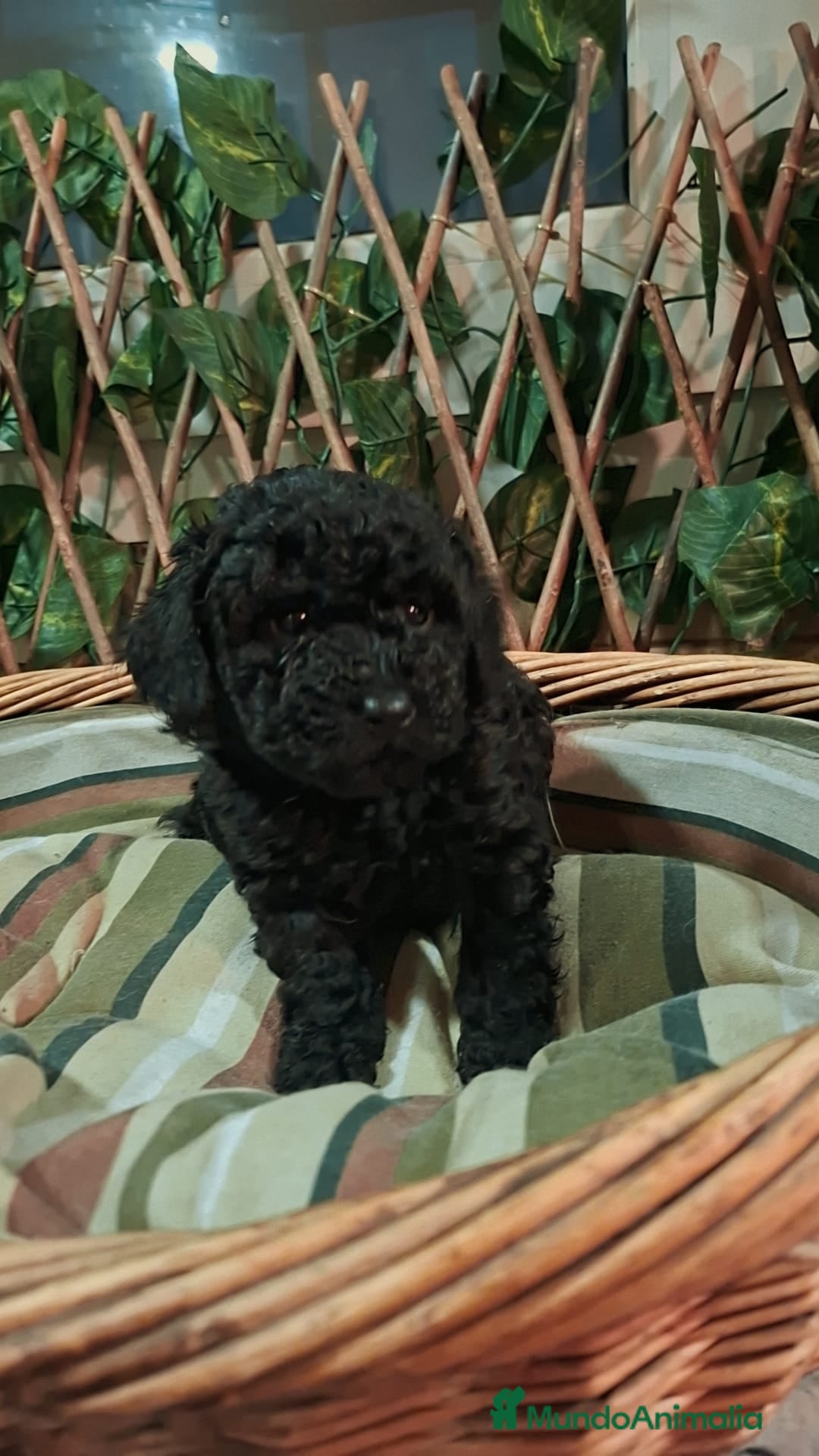 Caniche Toy perros en venta: Caniche toys disponible  - Anuncio 5