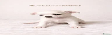 Chihuahua 1