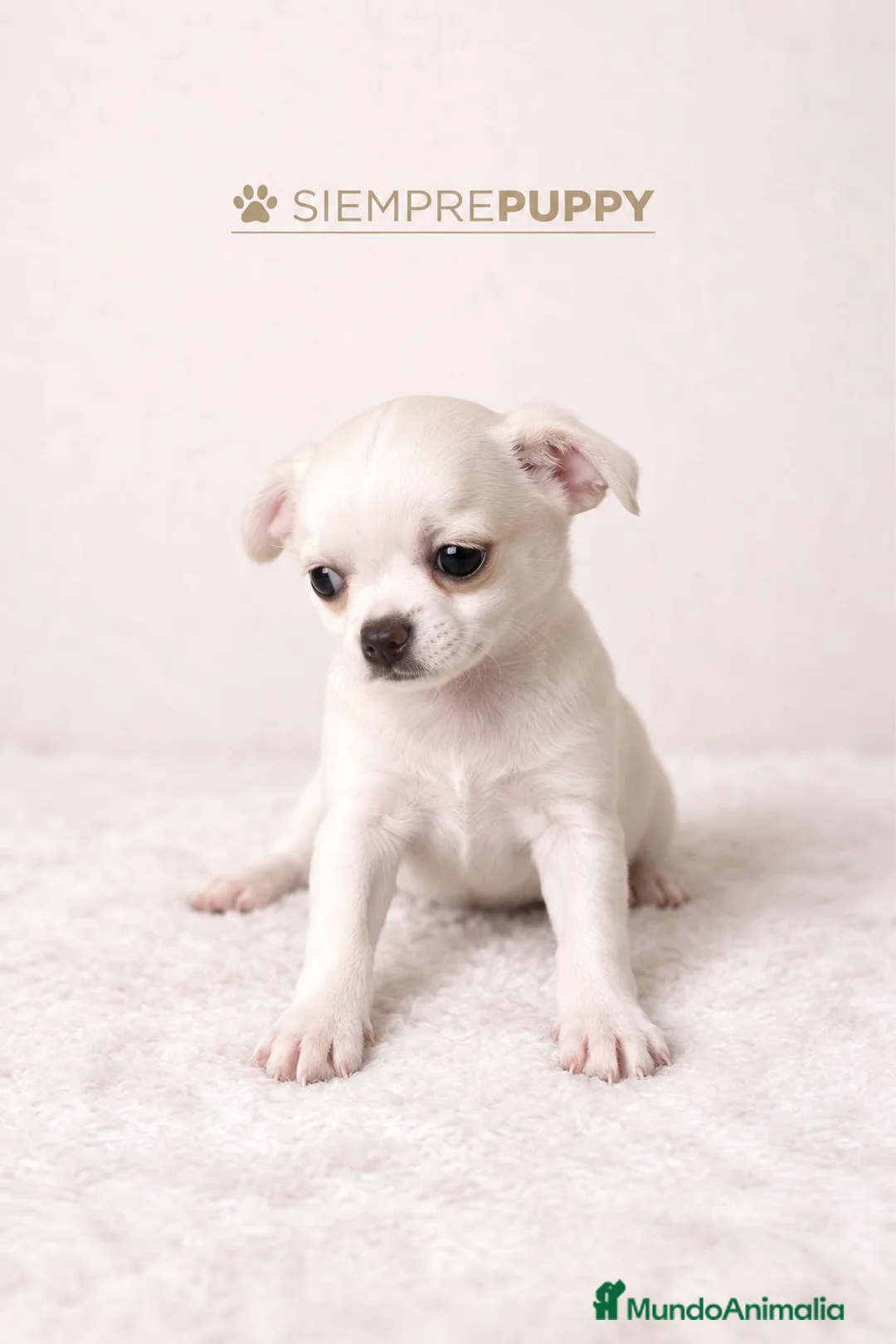 Chihuahua perros en venta: CHIHUAHUA BLANCO TOY - Anuncio 2