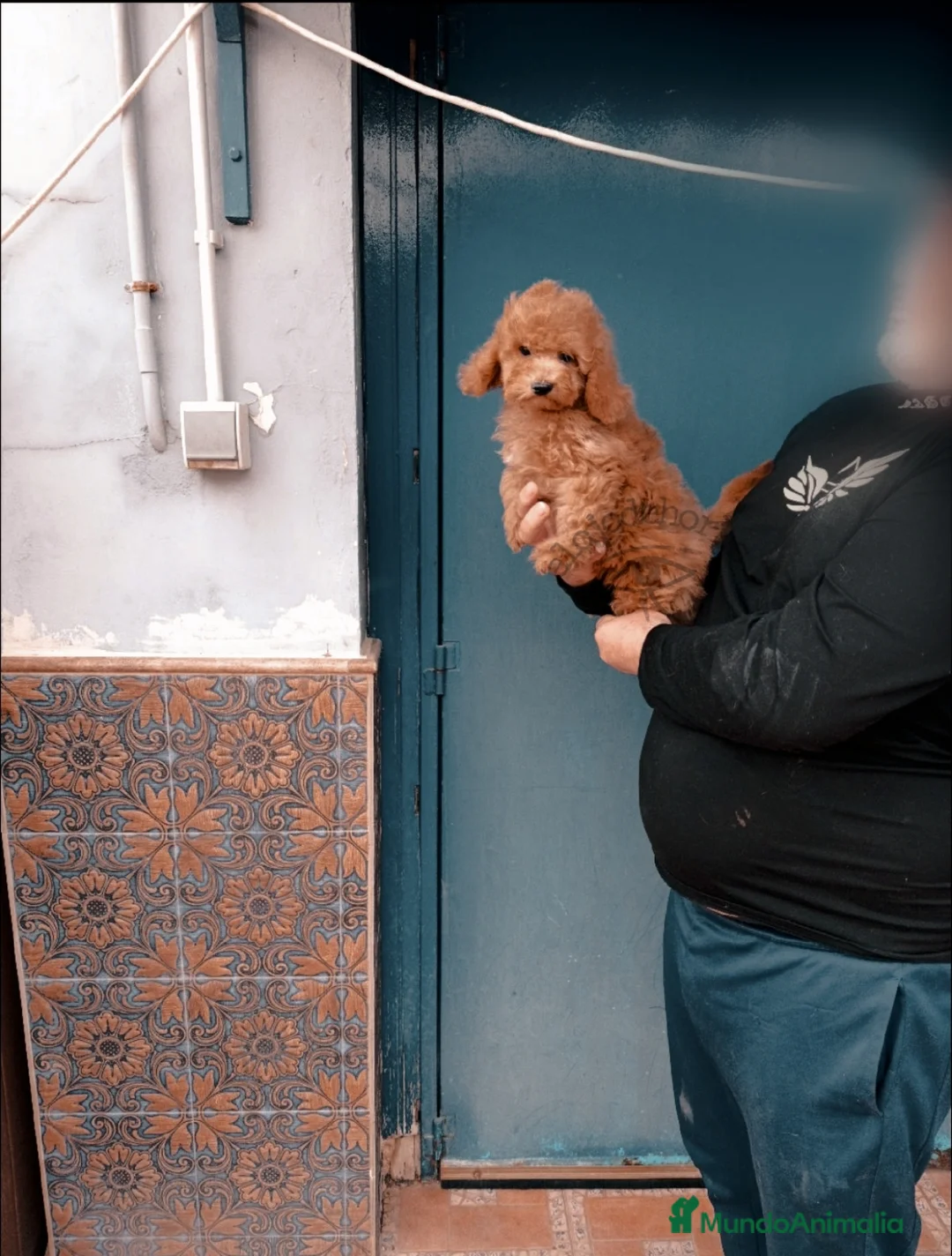 Caniche Toy perros en venta: Macho 4 meses apricot  en Valencia - Anuncio 1