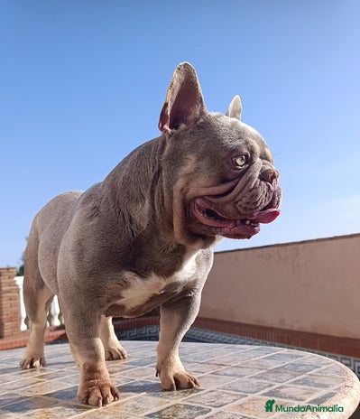 Bulldog Francés perros - Anuncio 9