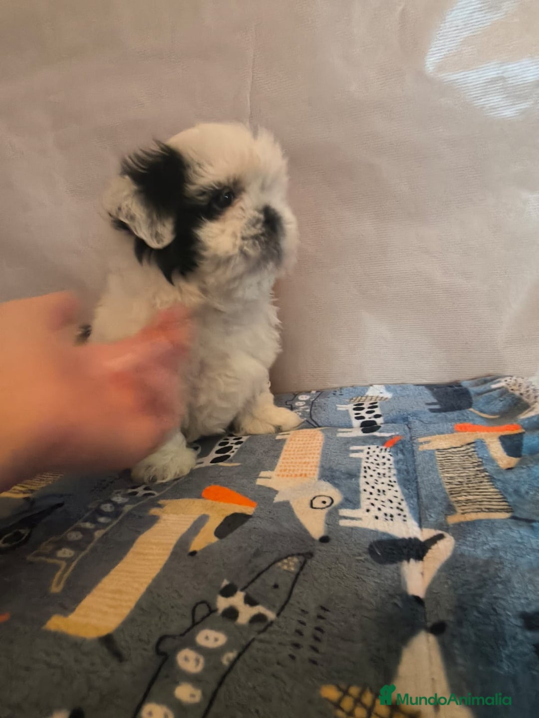 Shih Tzu perros en venta: Shit tzu mini - Anuncio 3