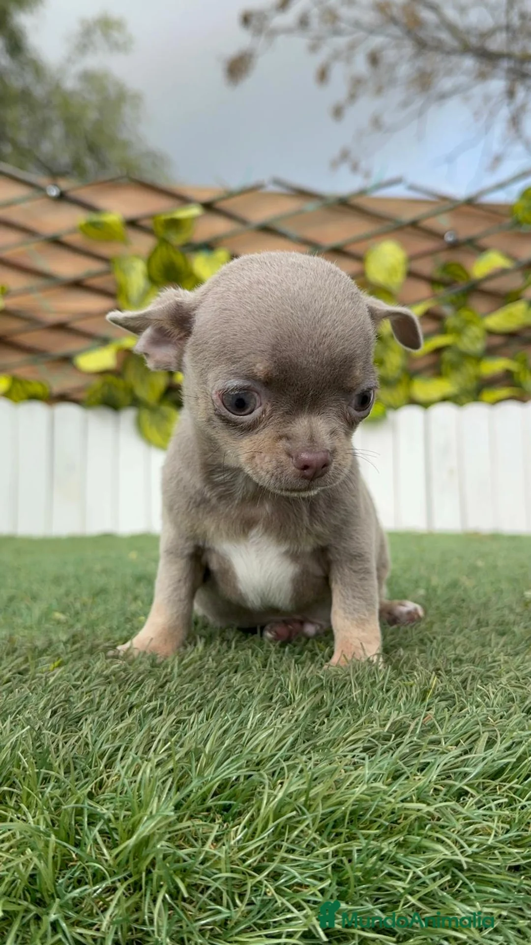 Chihuahua perros en venta: CHIHUAHUA MACHO - Anuncio 3