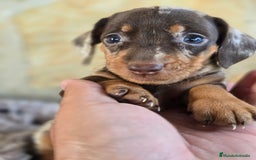 Teckel Miniatura perros en venta: Teckel arlequin chocolate - Imagen 1