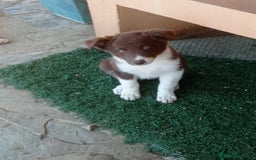 Border Collie perros en venta: border collie chocolayes y blancos  - Imagen 6