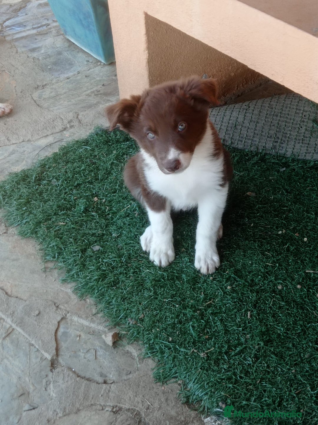 Border Collie perros en venta: border collie chocolayes y blancos  - Imagen 6