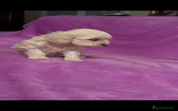 Maltipoo perros en venta: Maltipoo mini - Imagen 8