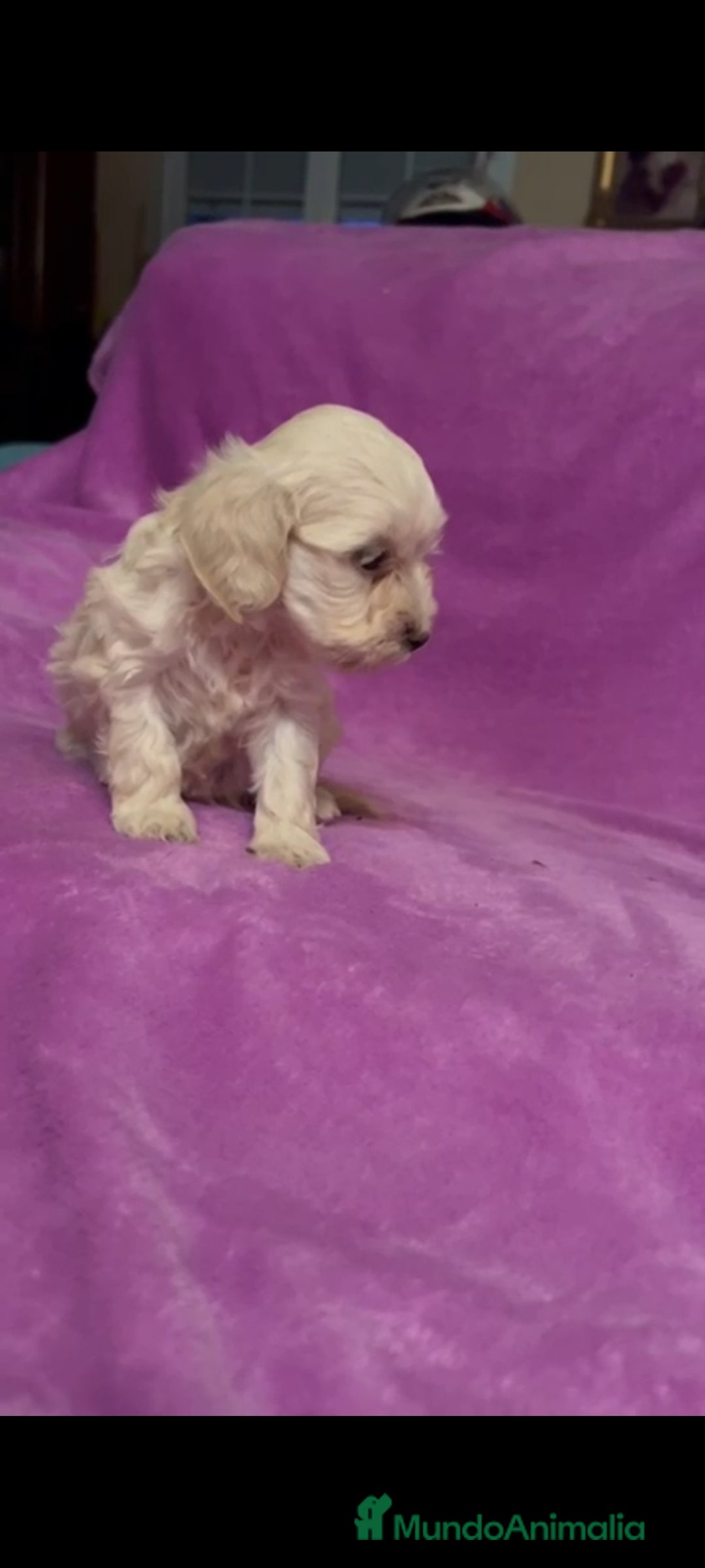 Maltipoo perros en venta: Maltipoo mini - Imagen 8