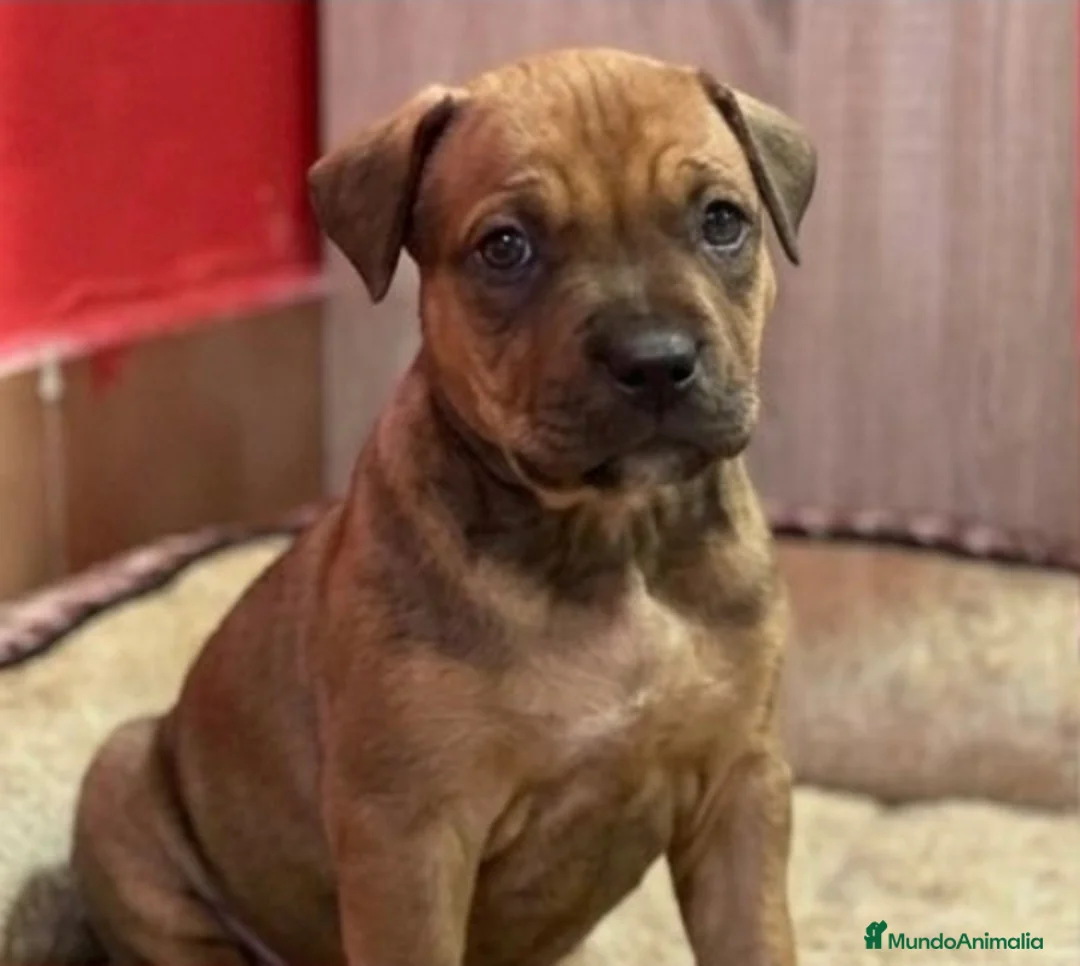 American Staffordshire-Terrier perros en venta: American stanford - Anuncio 7