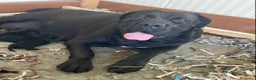 Cane Corso perros en venta: Cachorros de cane corso  - Anuncio 6