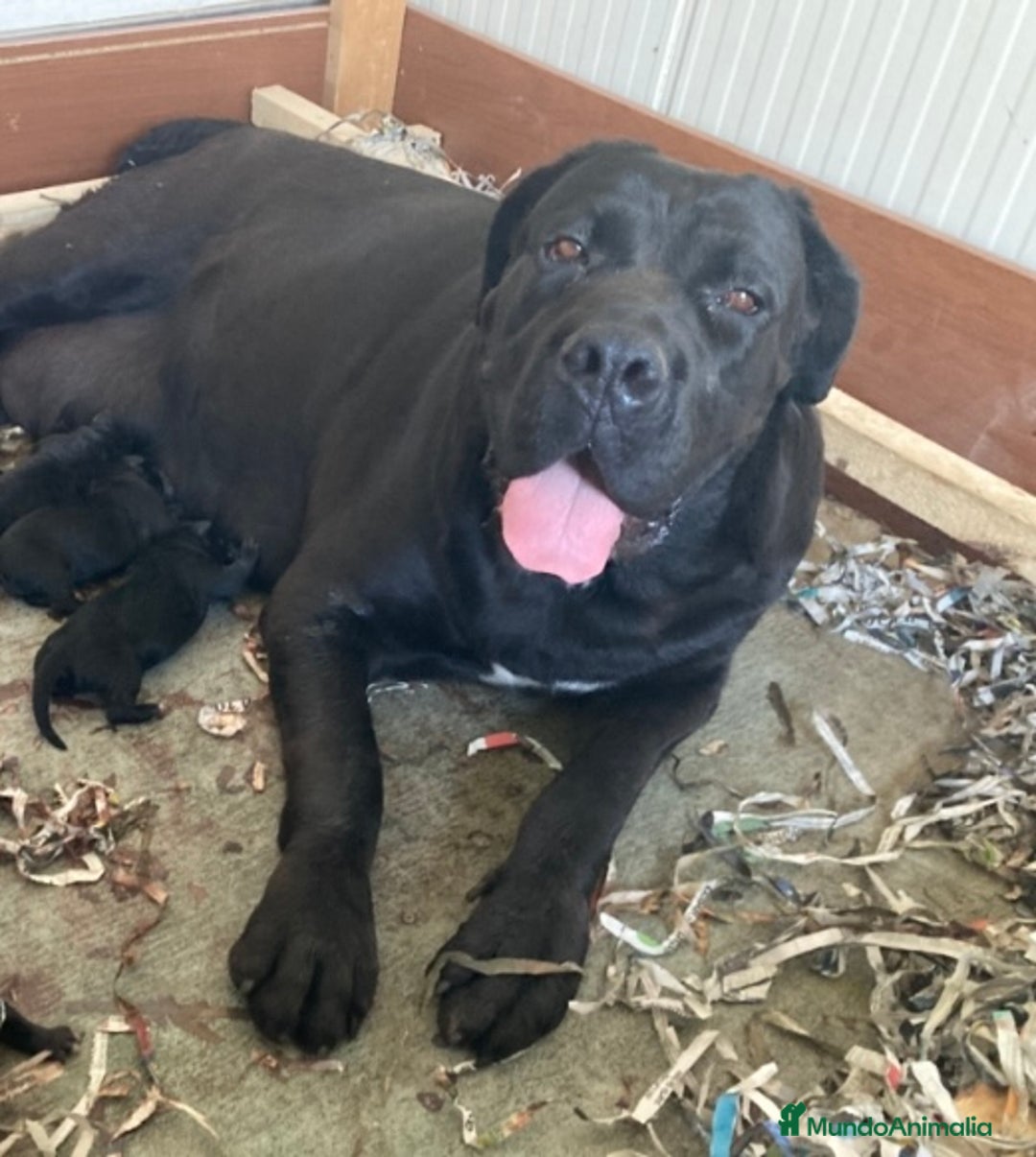 Cane Corso perros en venta: Cachorros de cane corso  - Anuncio 6