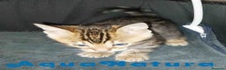 Bengalí gatos en venta: Camada gatitos Bengali - AQUANATURA en Barcelona - Anuncio 4