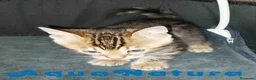 Bengalí gatos en venta: Camada gatitos Bengali - AQUANATURA en Barcelona - Anuncio 4