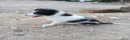 Border Collie perros en venta: Border collie  - Anuncio 2