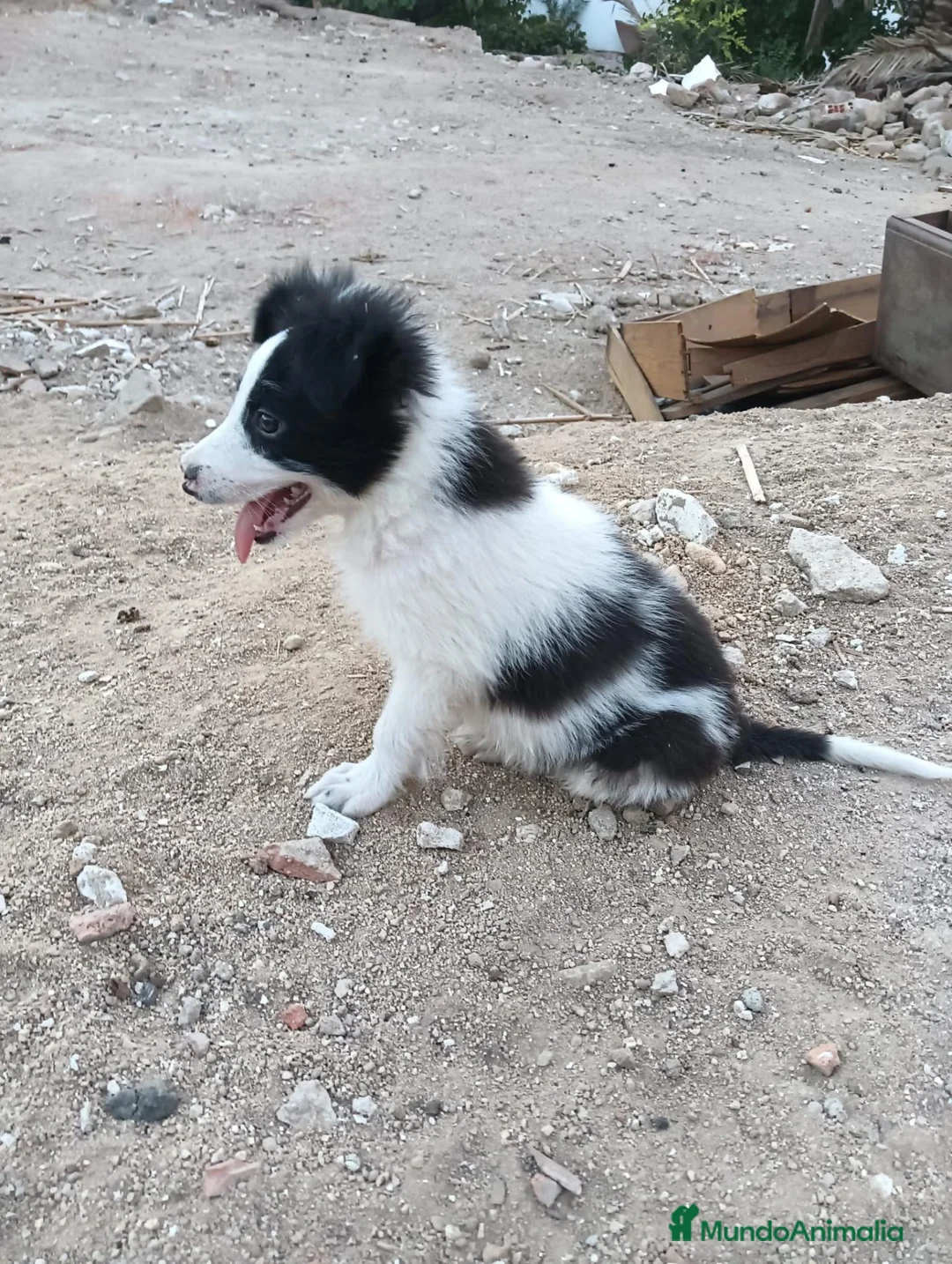 Border Collie perros en venta: Border collie  - Anuncio 2