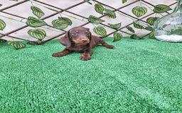 Teckel Miniatura perros en venta: TECKEL MINIATURA & KANINCHEN CHOCOLATE - Imagen 1