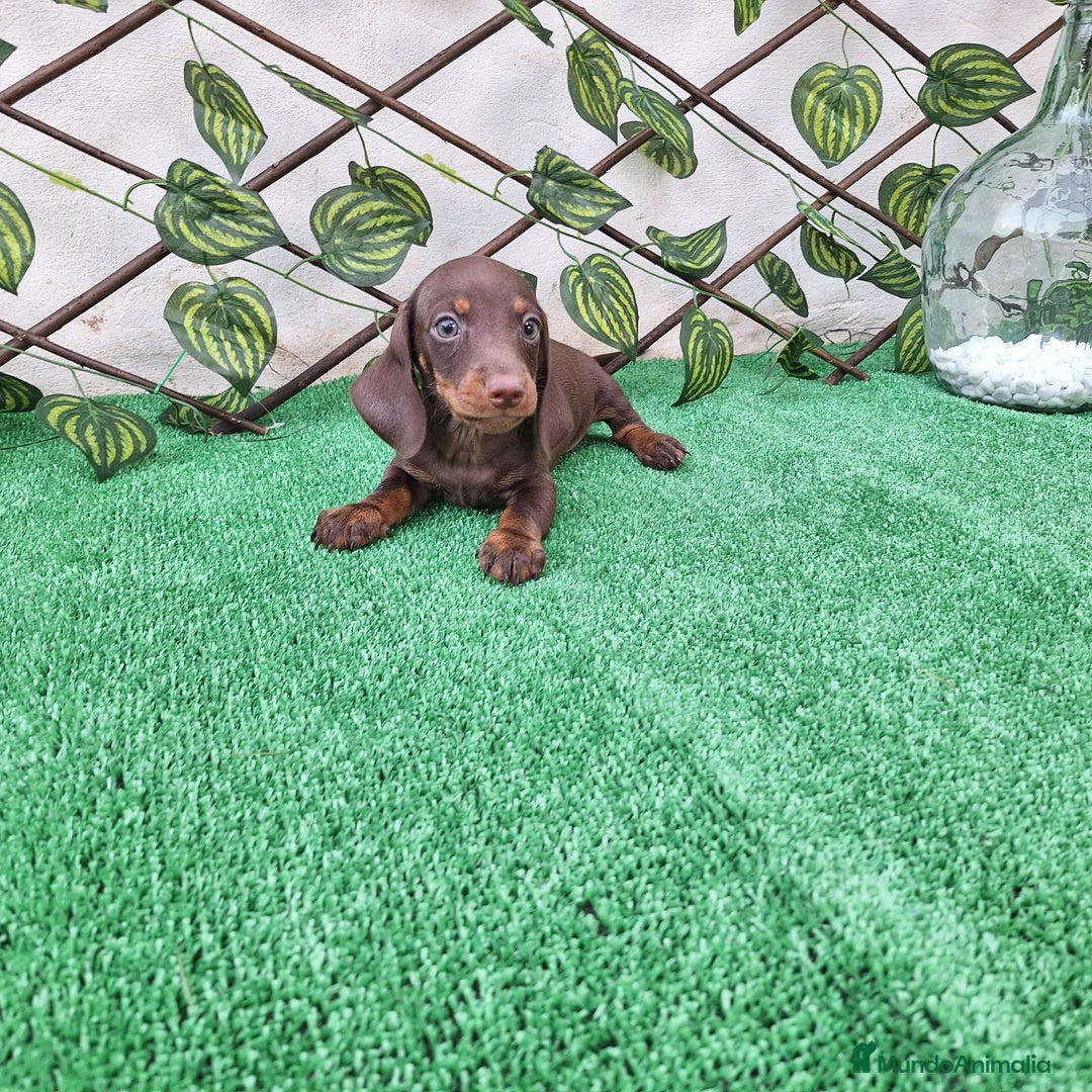 Teckel Miniatura perros en venta: TECKEL MINIATURA & KANINCHEN CHOCOLATE - Imagen 1